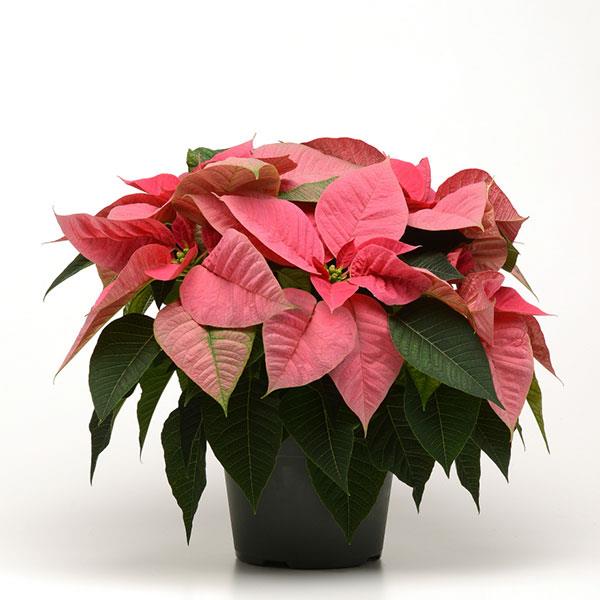 Christmas Beauty™ Pink Container