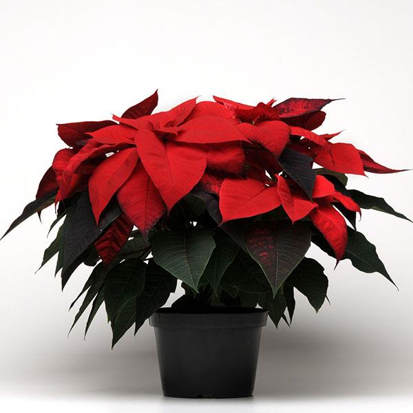 Christmas Beauty™ Red Container