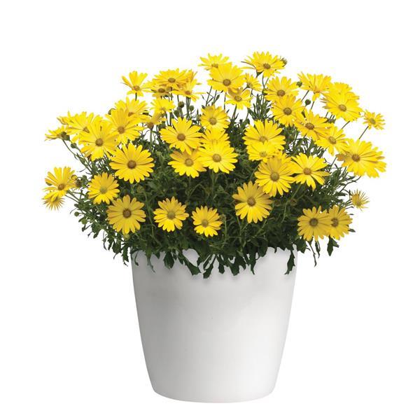 Zion™ Pure Yellow Container