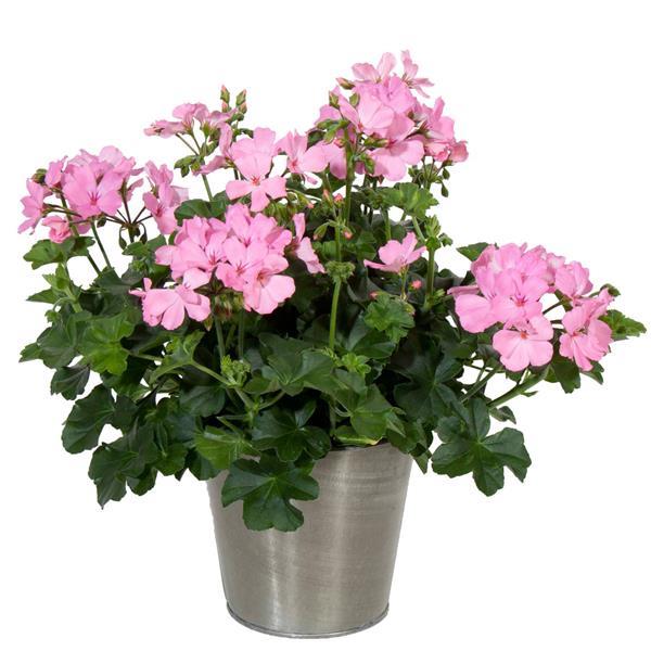 Marcada™ Pink Container
