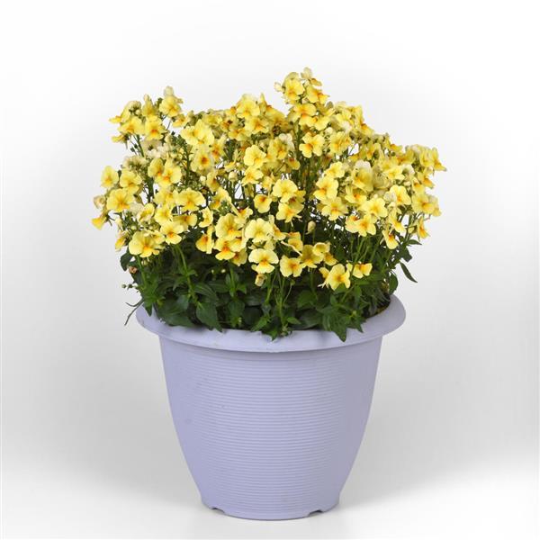 Whimsy™ Yellow Container
