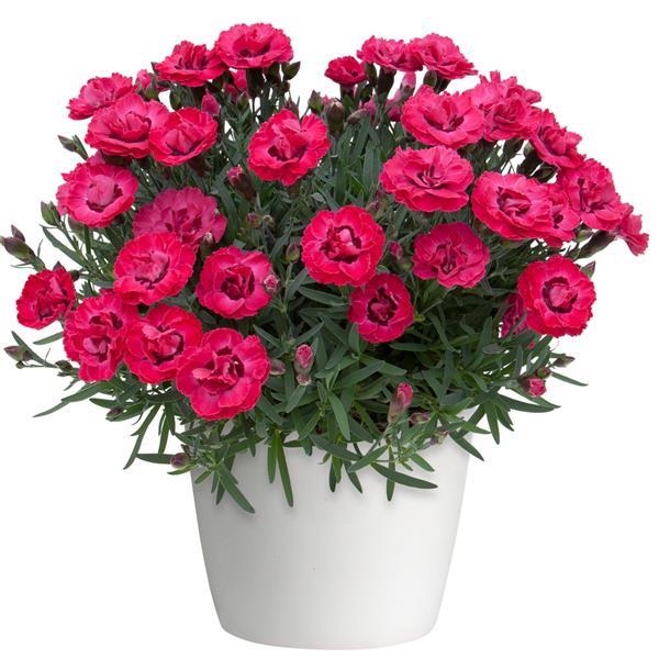 Dianthus Early Love<sup>®</sup> Container