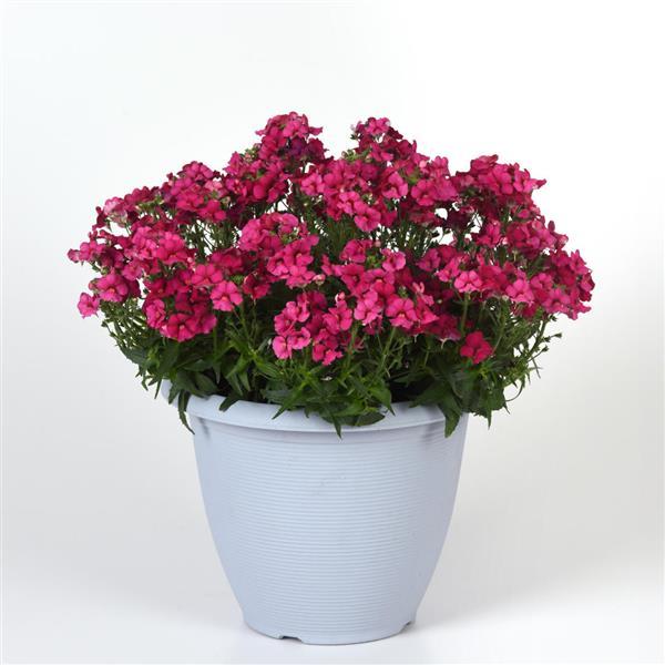 Whimsy™ Deep Rose Container