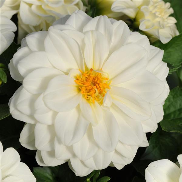 Dahlietta<sup>®</sup> Blanca