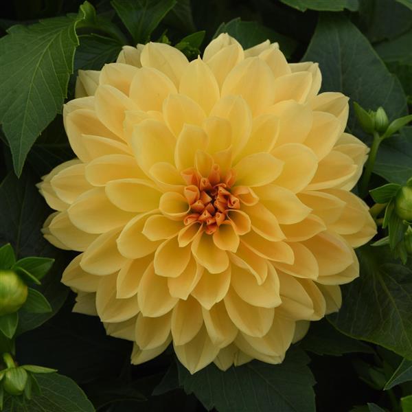 Venti™ Golden Yellow