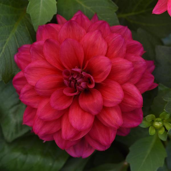 Dalaya<sup>®</sup> Raspberry