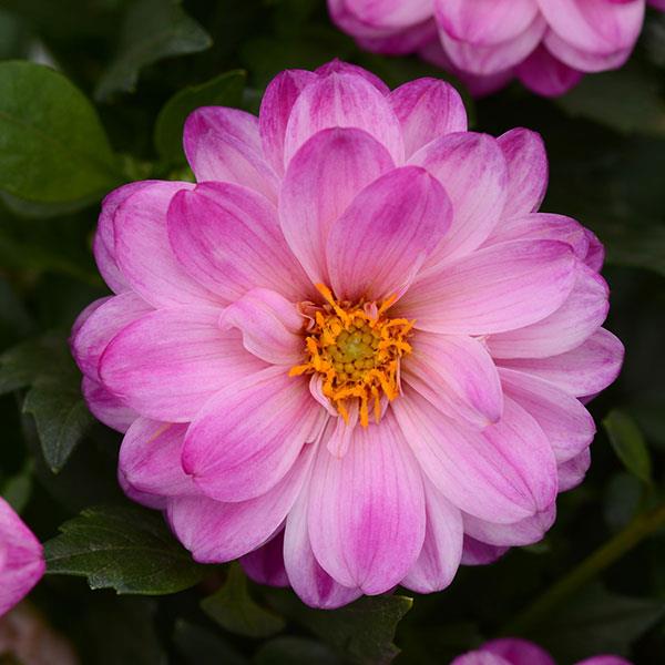 Dalaya<sup>®</sup> Pink+White