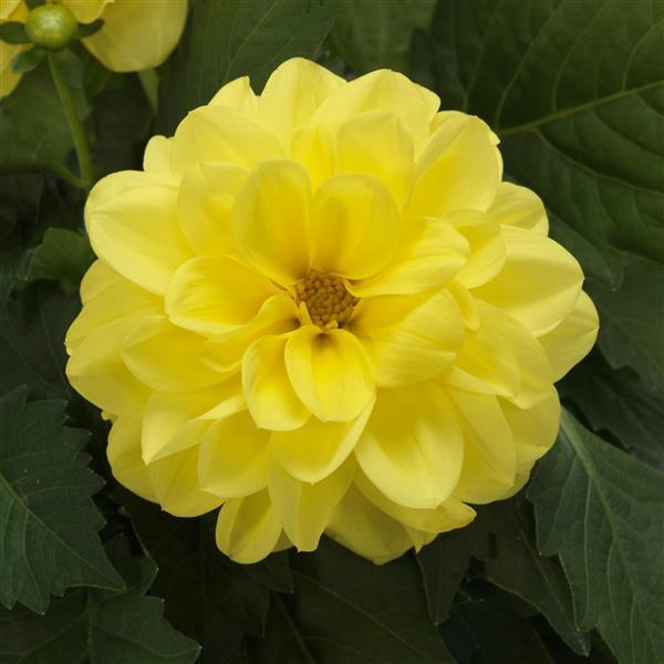 Dahlietta<sup>®</sup> Julia