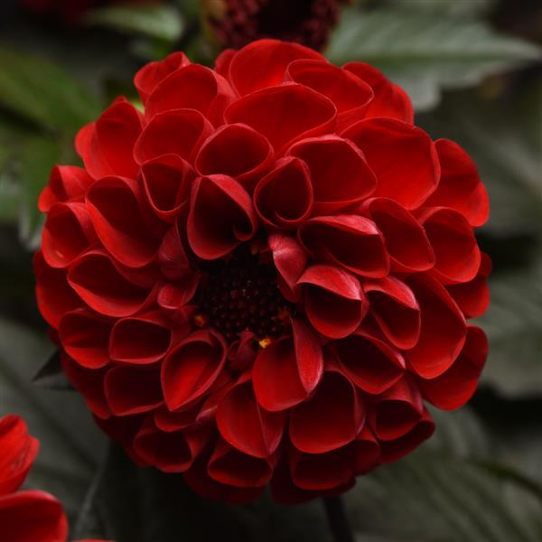 City Lights™ Red