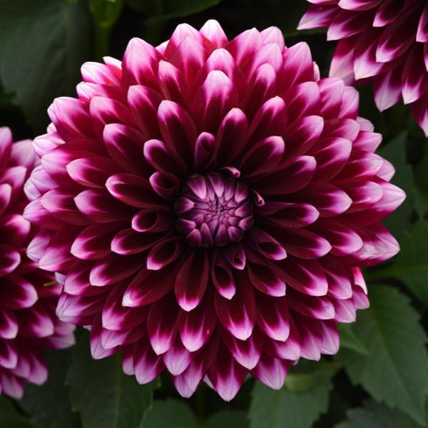 Dalaya<sup>®</sup> Purple+White