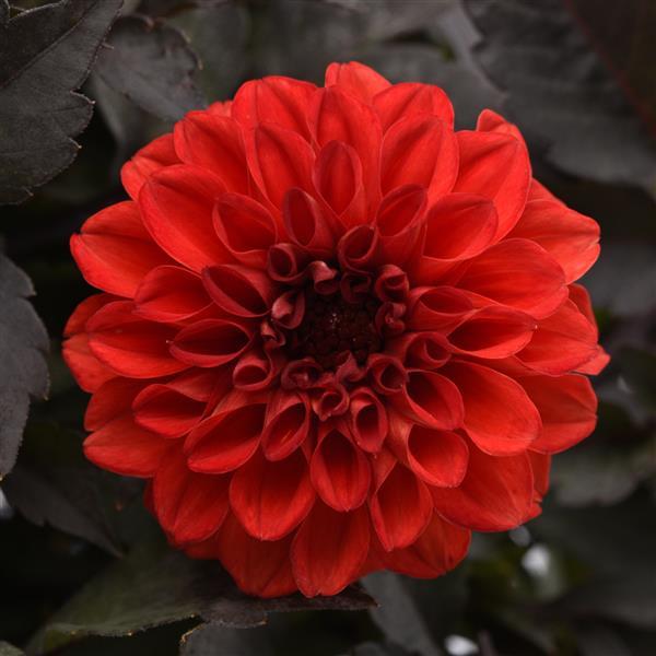 City Lights™ Compact Scarlet