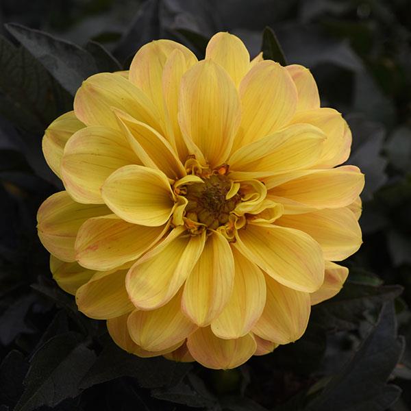 City Lights™ Golden Yellow