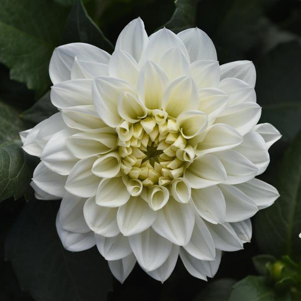 Dalaya<sup>®</sup> White