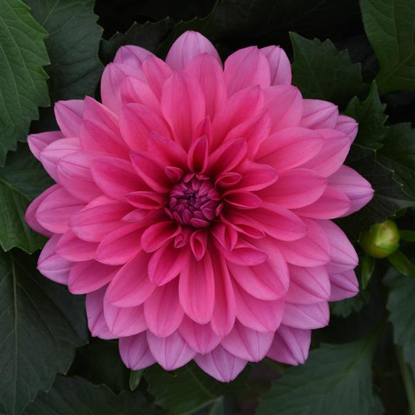 Venti™ Light Rose