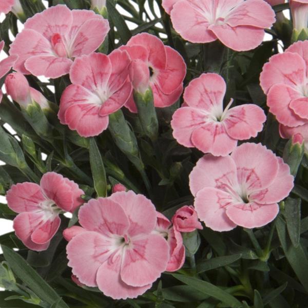 Dianthus Palm Peach