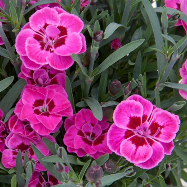 Dianthus Purple Wedding<sup>®</sup>