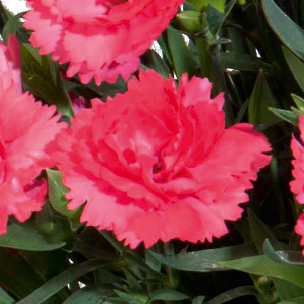 Vivacia™ Pink
