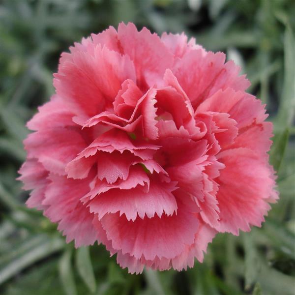 SuperTrouper™ Silver Pink