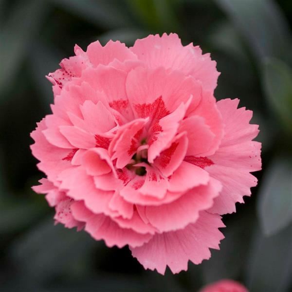 Oscar<sup>®</sup> Pink