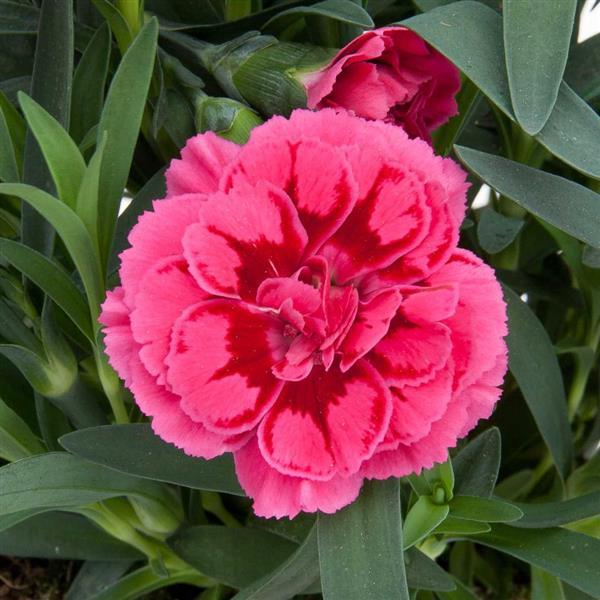 Oscar<sup>®</sup> Violet+Pink