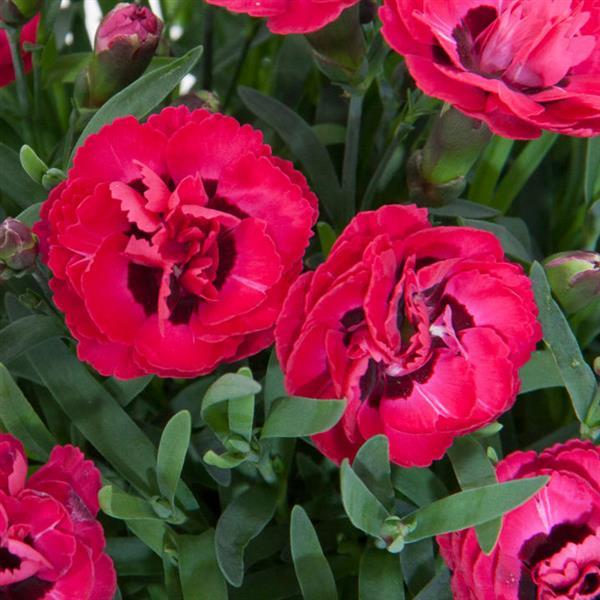 Dianthus Early Love<sup>®</sup>