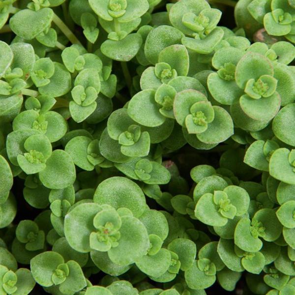 Sedum Little Shine