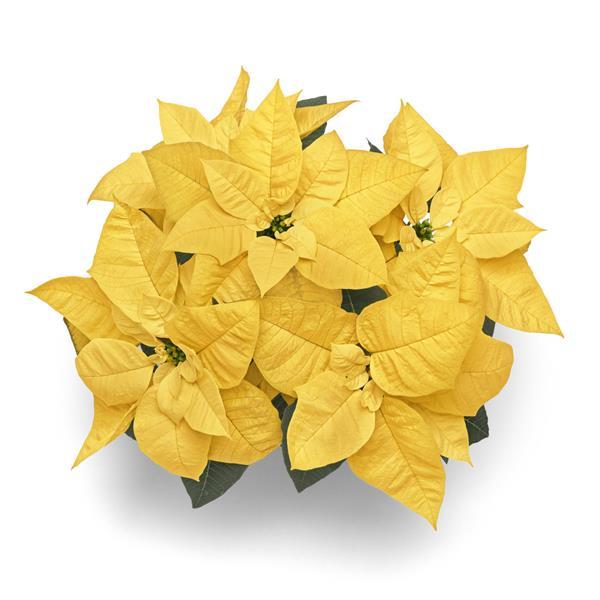 Poinsettia Lemon Glow