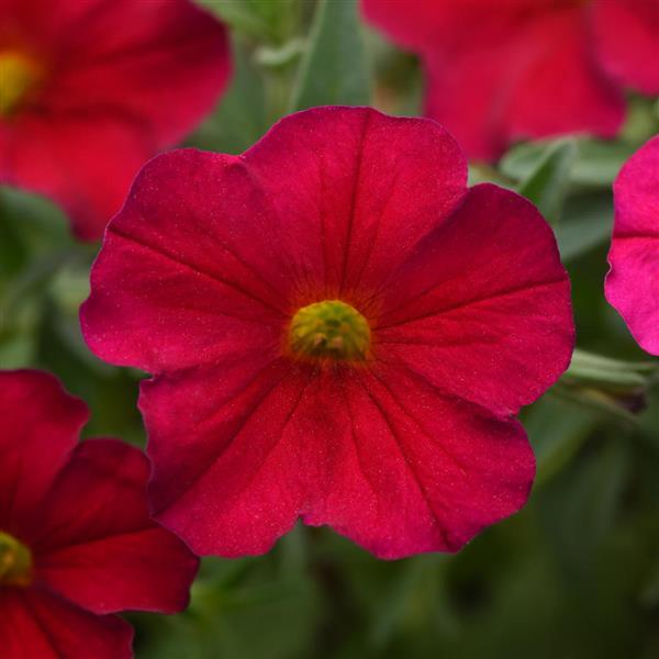 EnViva™ Red