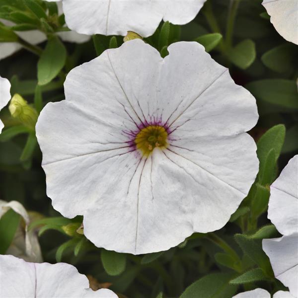 EnViva™ White