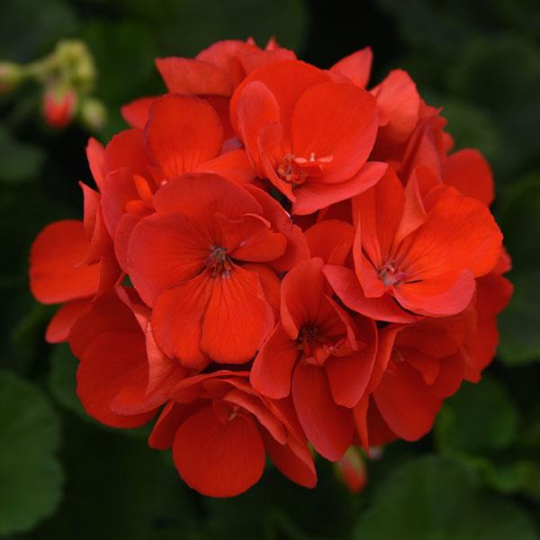 Sunrise™ Brilliant Red