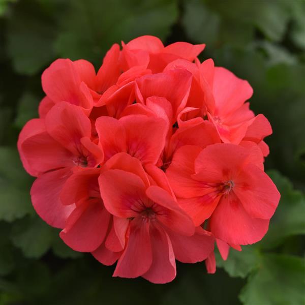 Sunrise™ Coral