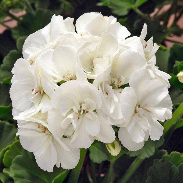 Sunrise™ White