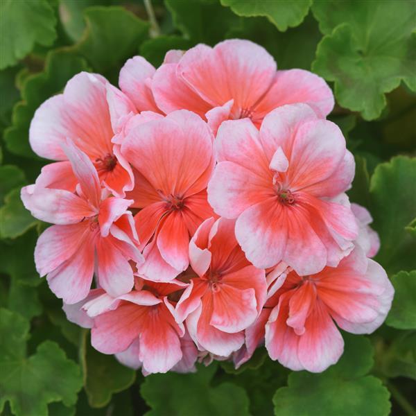 Sunrise™ Light Salmon 26
