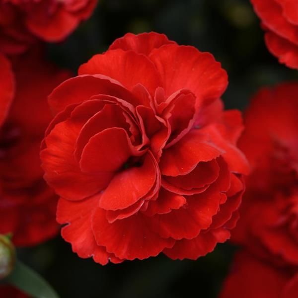 SuperTrouper™ Scarlet