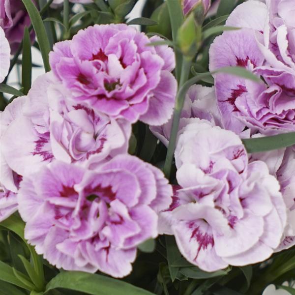 SuperTrouper™ Lavender+Eye