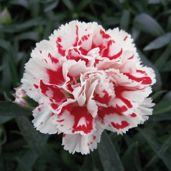 SuperTrouper™ Red+White