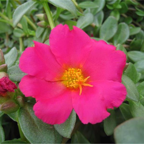 PortoGrande™ Magenta
