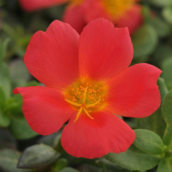 PortoGrande™ Scarlet