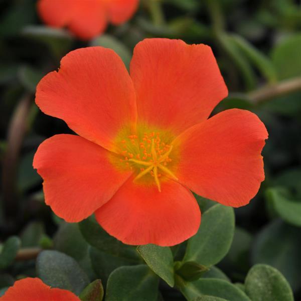 PortoGrande™ Orange 26