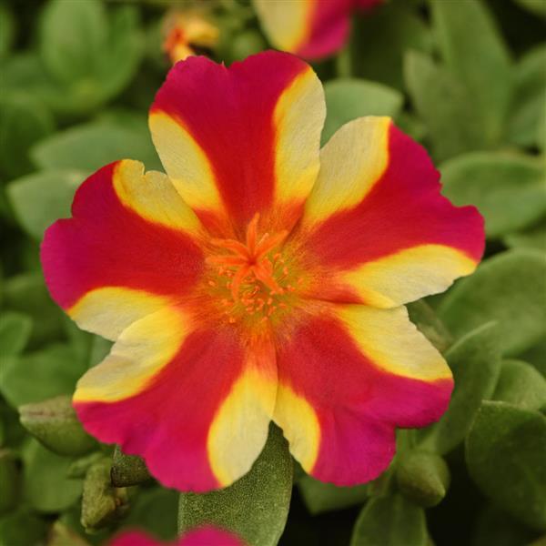 PortoGrande™ Raspberry Lemonade 26