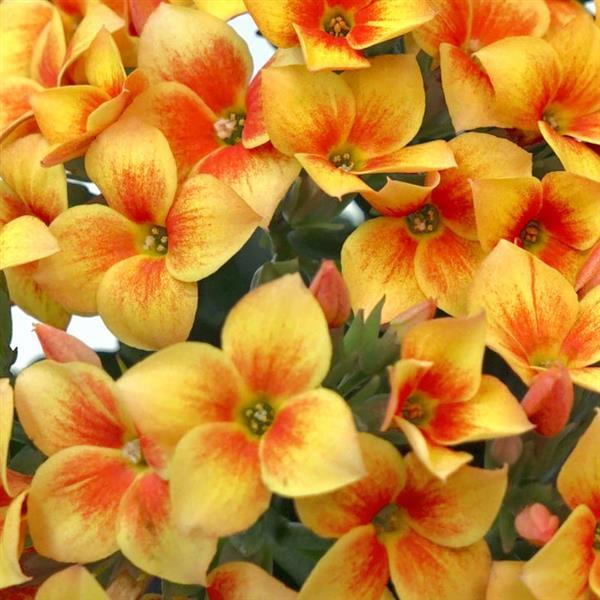 Mandala<sup>®</sup> Apricot Iris