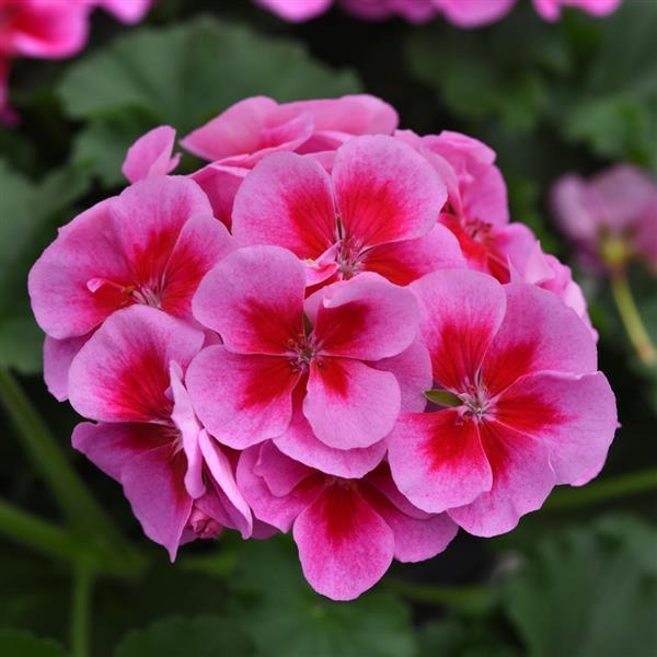 Moonlight™ Purple+Big Eye