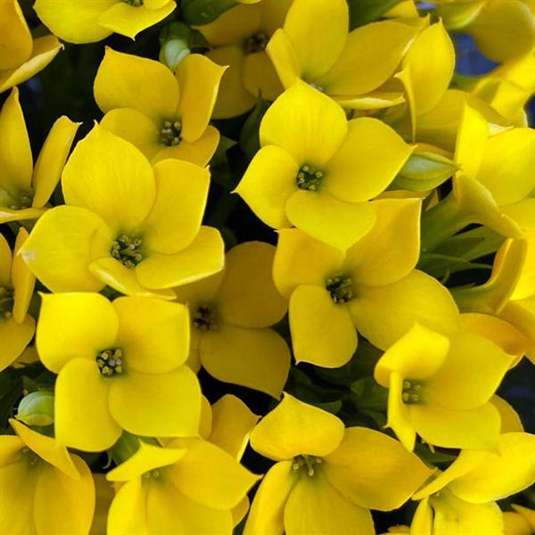 Mandala<sup>®</sup> Yellow 27