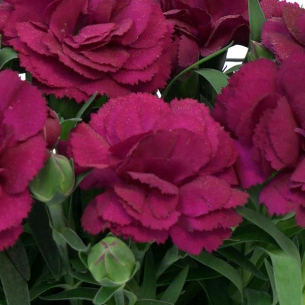 SuperTrouper™ Purple 26