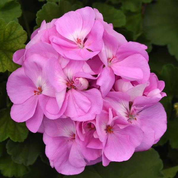 Sunrise™ Lavender