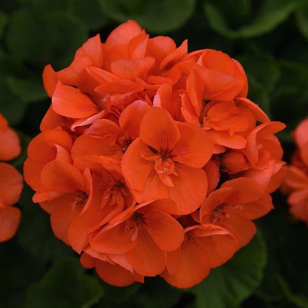 Sunrise™ Orange