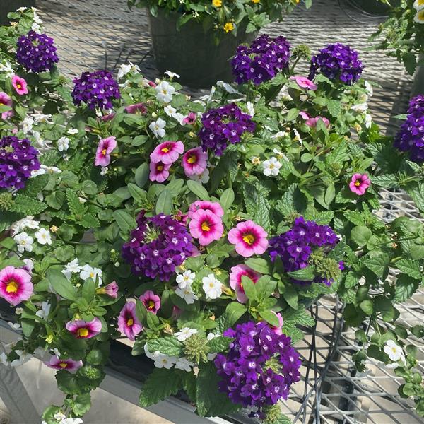 Selecta North America