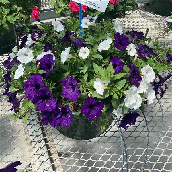 Selecta North America