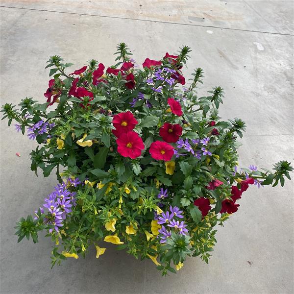 Selecta North America