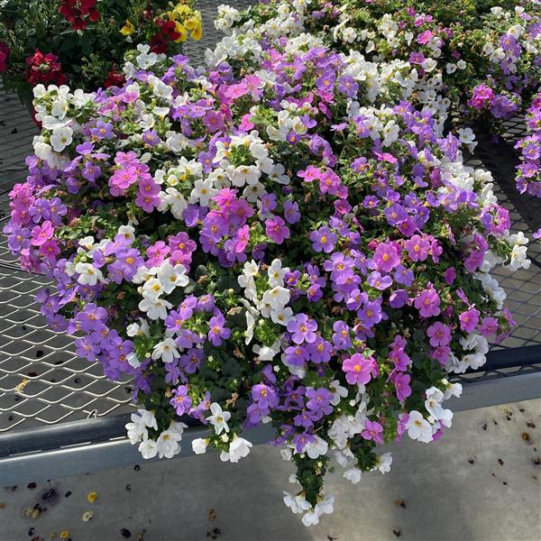 Selecta North America